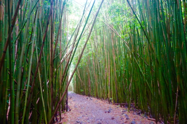 bamboo trail