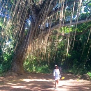 honolua banyan tree
