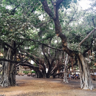 Lahaina Banyan tree